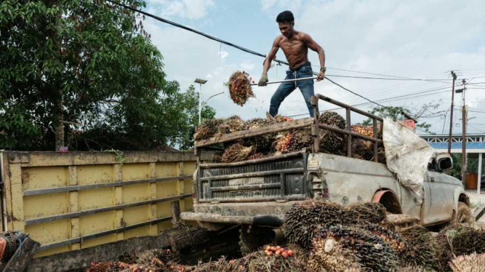 'Welcome relief': Asia producers hail EU deforestation law delay