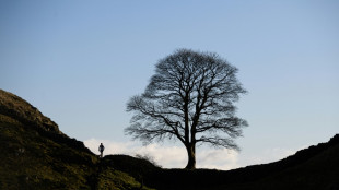 Tristesse au Royaume-Uni après l'abattage de l'un des arbres les plus célèbres du pays