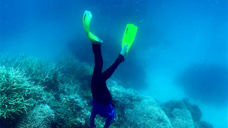 La Gran Barrera de Coral de Australia sufre un proceso de deterioro "masivo"