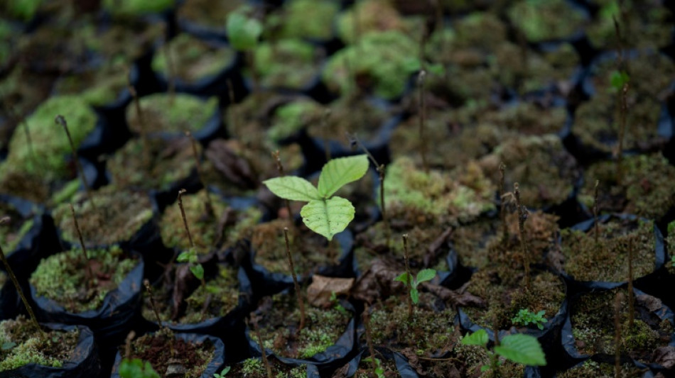  Can music help plants grow? Study suggests sound boosts fungus 