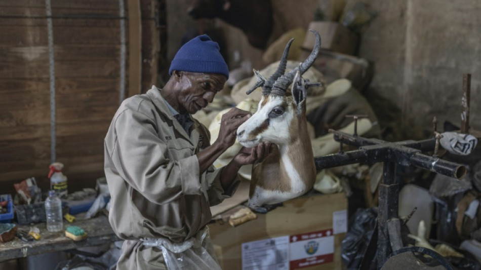 Lions et zèbres de salon: la taxidermie sud-africaine dans la tourmente