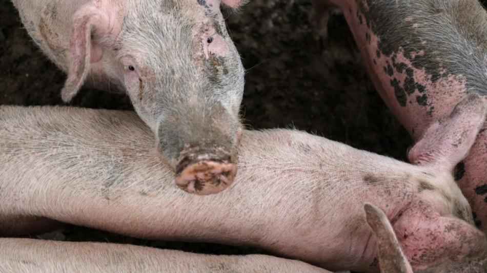 "Victoire" pour les producteurs français de porc qui peuvent exporter vers l'Australie