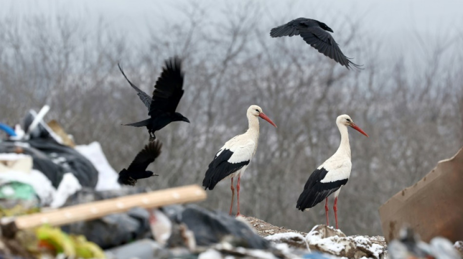 La cigogne, annonciatrice du changement climatique en Alsace