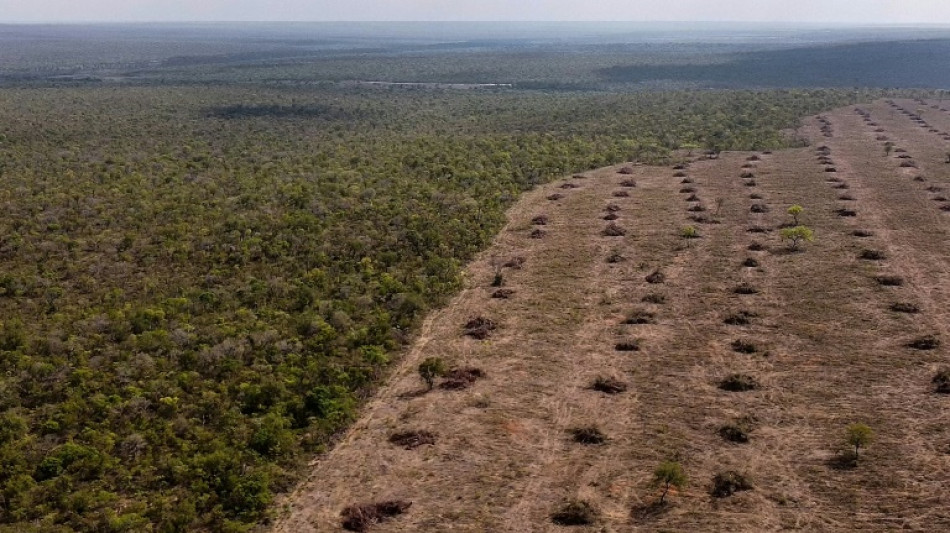 Le monde va "dans la mauvaise direction" pour arrêter la déforestation d'ici 2030