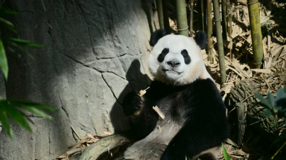 Singapore bids farewell to China-bound panda cub