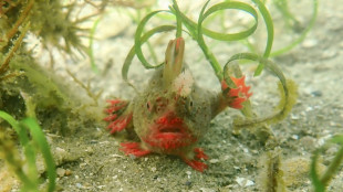 Científicos australianos buscan salvar raros peces con manos del cambio climático