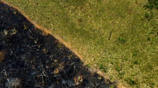 Brazilian Amazon deforestation falls 31% under Lula