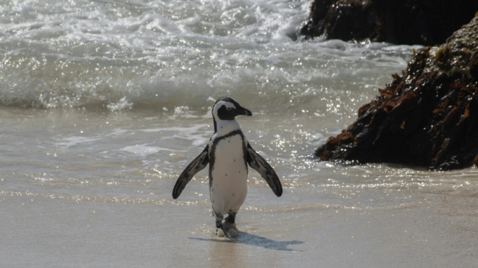 S. Africa court bars fishing to protect endangered African Penguins