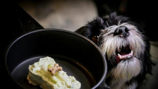 A Rome, les chiens aussi ont leur restaurant gourmet