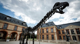 Le plus grand dinosaure jamais mis aux enchères exposé dans un château des Yvelines