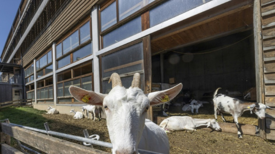 Austria designer farm stands out in struggling field