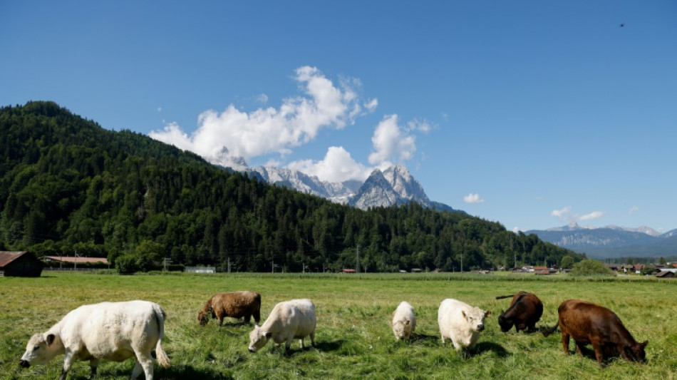 Regionalbahn erfasst Kühe nahe Münster - fünf Tiere tot