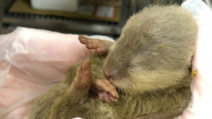 Loutre à bord: des animaux en contrebande sèment la pagaille dans un vol Bangkok-Taipei