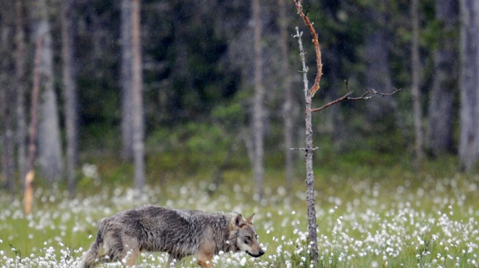 Von der Leyen met en garde contre le "réel danger" des meutes de loups dans l'UE