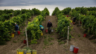 Dans le sud de l'Ukraine, les vendanges "les plus proches du front"