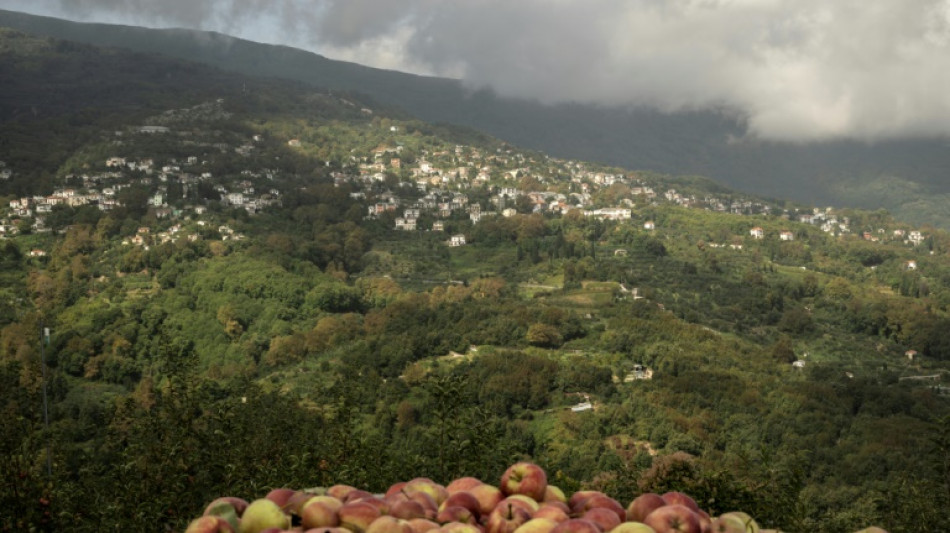 'Zero income' after storms ravage famed Greek apple harvest