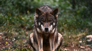 Spain reverses ban on hunting wolves in north