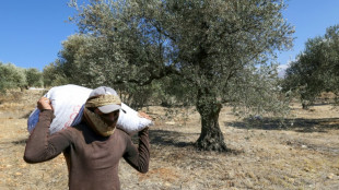 Defiant Lebanese harvest olives in the shadow of war