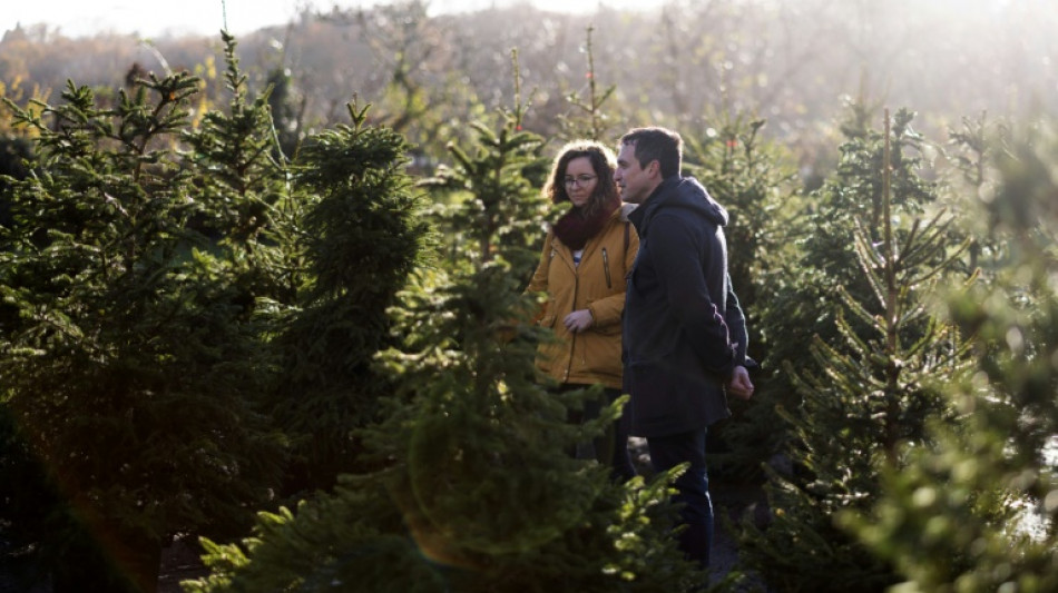 Em Londres, alugar árvore de Natal é opção mais ecológica e afetiva