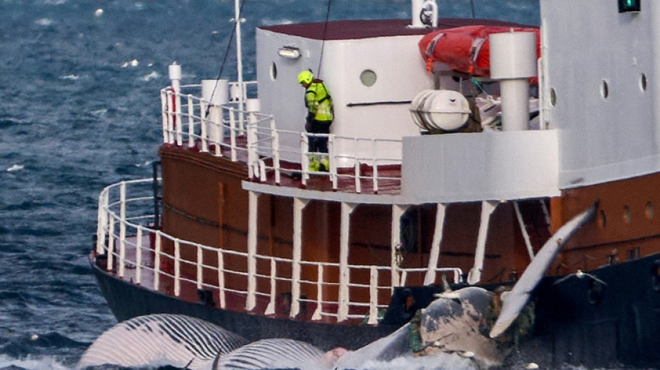 Whaling opposition rises in Iceland as govt ban looms