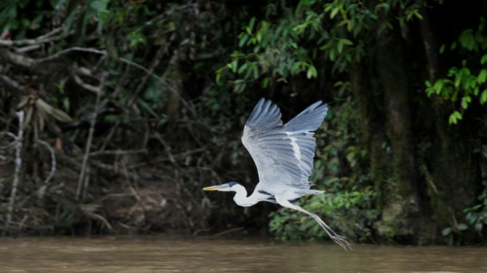 North American birding group to ditch names honoring racists, others