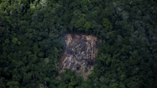 Despite Lula's promises, deforestation still rampant in Brazil