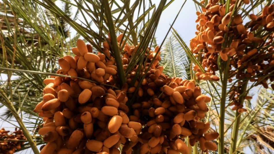 Sudan's vital date industry struggles in war-decimated economy