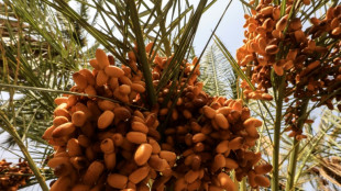 Sudan's vital date industry struggles in war-decimated economy