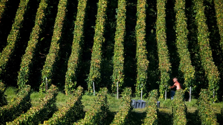 France probes deaths of Champagne workers in heatwave