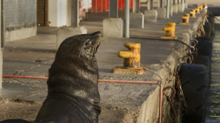 Seis lobos marinos "apuñalados" encallan en una playa de Sudáfrica