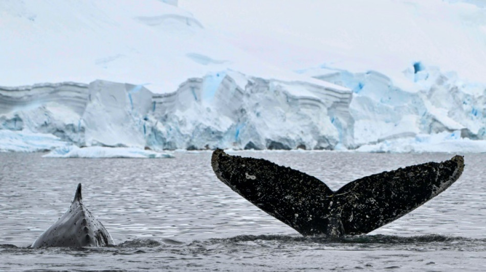 In Antarctica, scientists study extent of microplastics