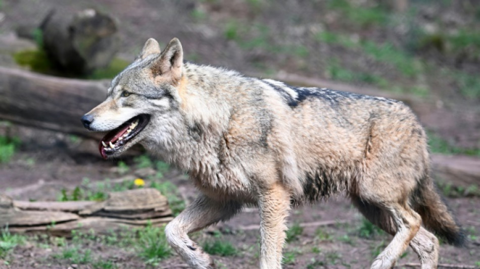 Wolf reißt offenbar mehrere Tiere in Cottbus - zwei Rentiere in Tierpark tot