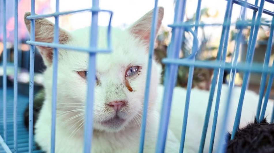 En Chine, les amoureux des chats veulent leur éviter de finir dans l'assiette