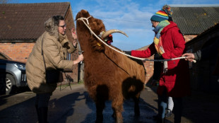 Contra el estrés, ganaderos ingleses ofrecen sesiones de caricias a sus vacas