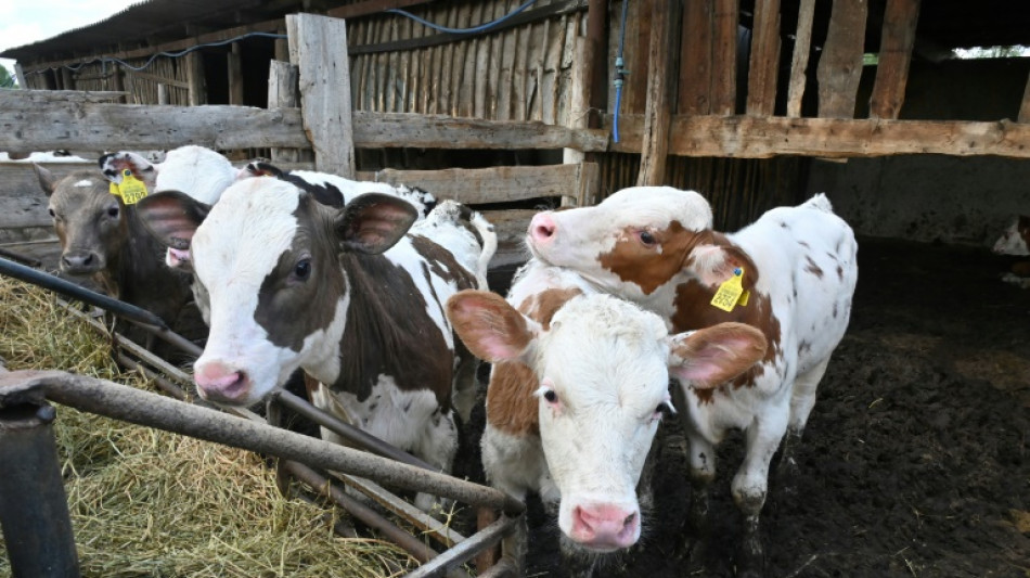 Ukraine farm animals burned alive in Russian bombing