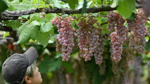 Le koshu, l'ascension d'un vin à l'âme japonaise