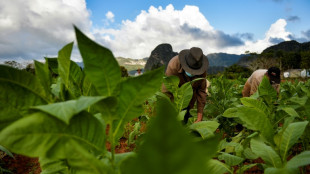 La exportación de puros habanos creció un 2% en 2022 