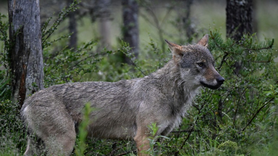 L'Europe donne un coup de croc à la protection du loup