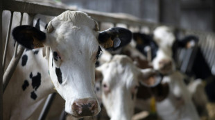 Maladie hémorragique épizootique: des syndicats agricoles inquiets