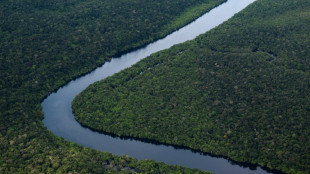 Brazil's Amazon deforestation down 61% in January