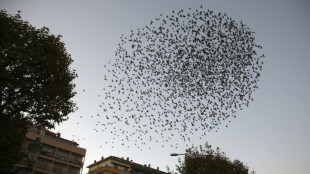 Espèces invasives, une menace sous-estimée au cœur d'un rapport inédit