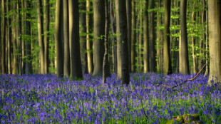 Frühblüher sind eine Woche früher dran als vor hundert Jahren