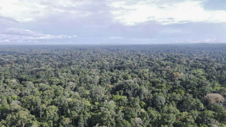 Au Cameroun, la colère des paysans victimes de destructions de cultures par des éléphants 
