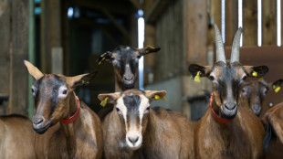 Avec son élevage de chèvres, à la conquête d’une plus belle vie