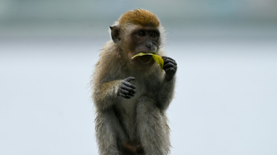 Avec le grand âge les macaques s'isolent socialement, comme les humains 