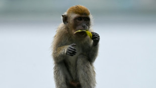 Avec le grand âge les macaques s'isolent socialement, comme les humains 