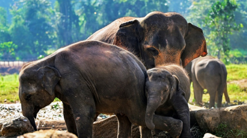 Fruit feast as Sri Lanka's first jumbo orphanage marks golden jubilee