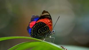 Mariposas, las joyas aladas para biólogas de Ecuador que miden el cambio climático