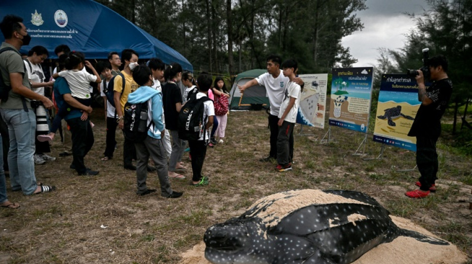 Hatching leatherback turtles get helping hand on Thai beach