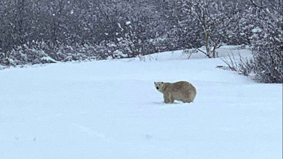 Look! A polar bear meanders way down south in Canada